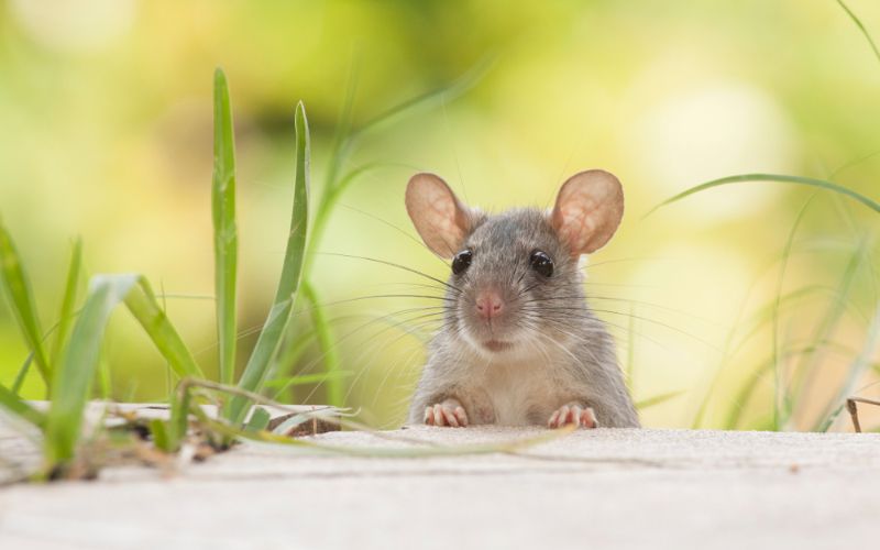 chọn ghế giám đốc tuổi tý